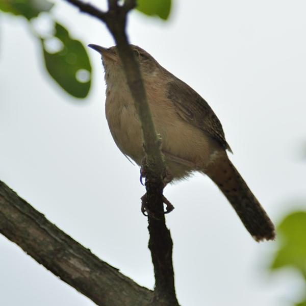 <h3><a href="/trips/salesopolis-2014/biota/animalia/chordata/aves/040 passeriformes/099 troglodytidae/troglodytes aedon/troglodytes aedon-nl.html">Troglodytes&nbsp;aedon</a> / House&nbsp;wren / Huiswinterkoning</h3>NIKON D7100 met AF-S Nikkor 300mm f/2.8G IF-ED VR II, 1/1250 sec  bij F4.8, ISO 200, afstand 5.96&nbsp;m